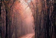 步行者主场擒鹕飞翼奥拉迪波闪耀星空